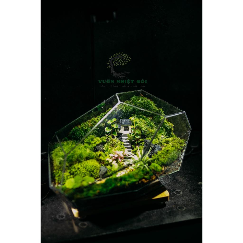 Bể Terrarium Đa Giác Setup Bán Cạn Để Bàn Làm Việc