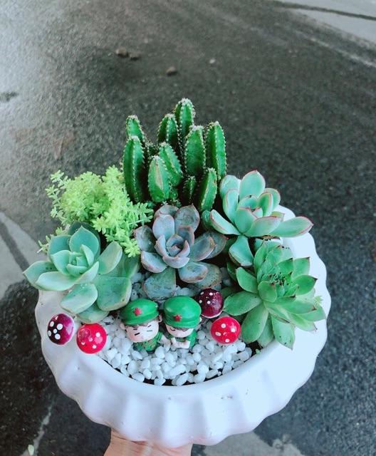 Chậu Sen Đá Tiểu Cảnh