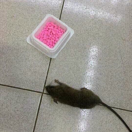 Thuốc diệt chuột, Kẹo diệt chuột tiêu diệt cả đàn chuột hàng Thái Lan