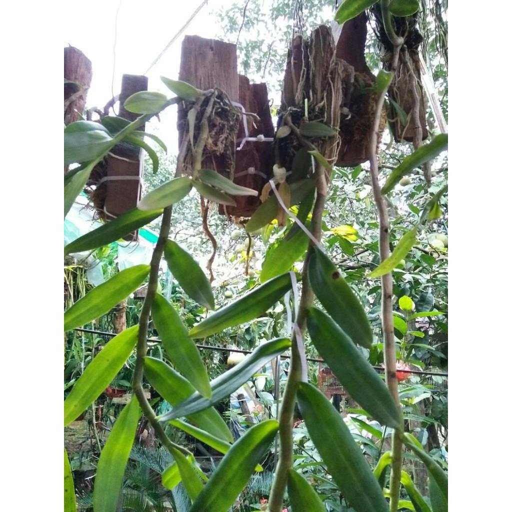 Sản Phẩm hoa phong lan phi điệp tím thái