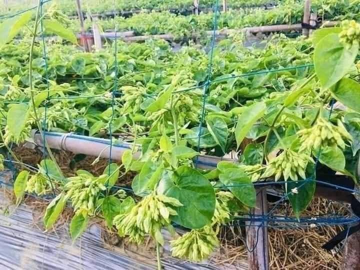 Cây thiên lý leo giàn tường rào dài 55-70cm, trang trí leo ban công và tường rào rất đẹp
