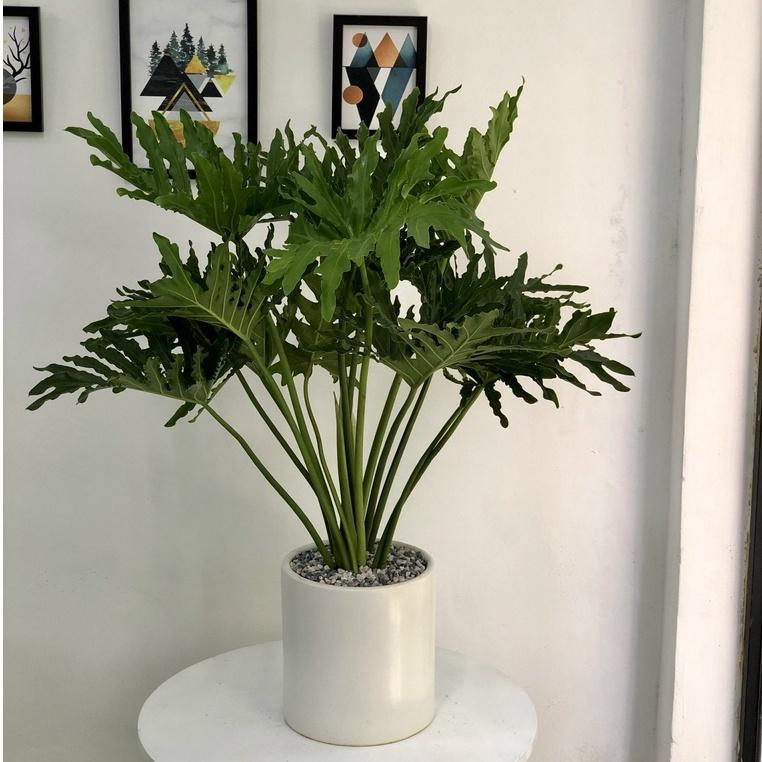 Cây Trầu Bà Thanh Xuân size nội thất