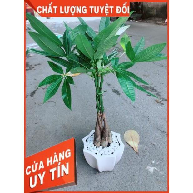 Chậu Kim Ngân 5 Thân Thắt Bính