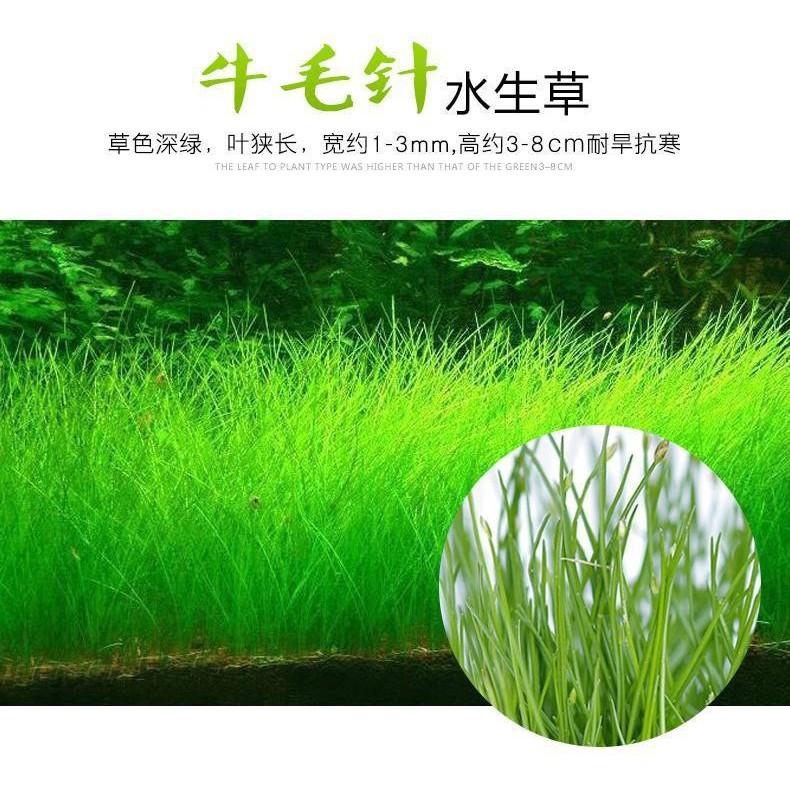Hạt giống thủy sinh Ngưu mao chiên