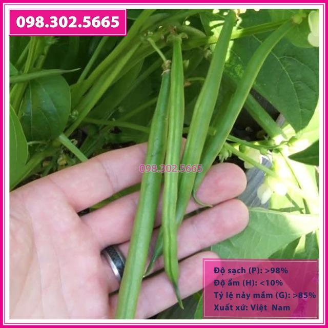 50gr hạt giống đậu cove leo cao sản