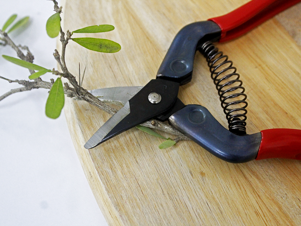 Kéo tỉa cành cao cấp Nhật Bản Chikamasa S-2C chiều dài lưỡi 23mm - lưỡi thép carbon chất lượng cao siêu bén - Cắt ngọt, không bám dính, liền sẹo nhanh