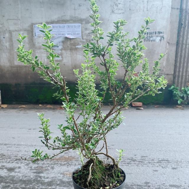 Cây Bạch Tuyết Mai