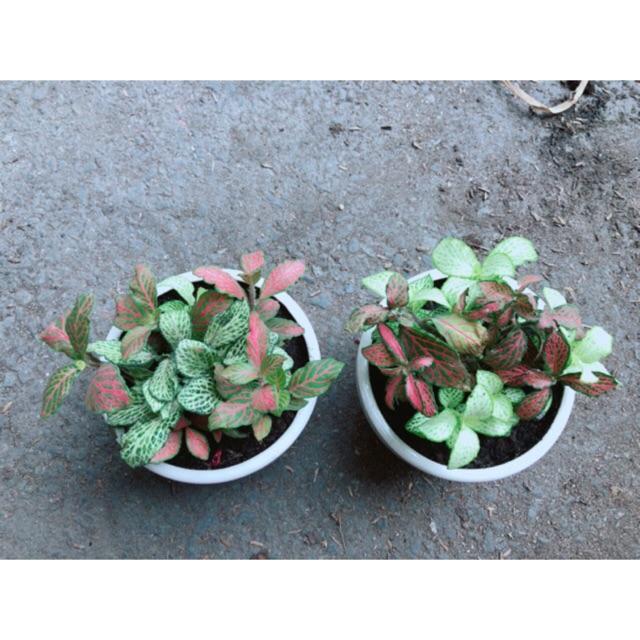 Combo 2 Chậu Cây Cẩm Nhung