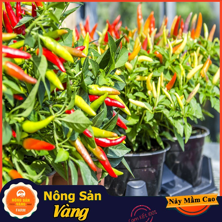 Hạt giống Ớt Hiểm - Nông Sản Vàng