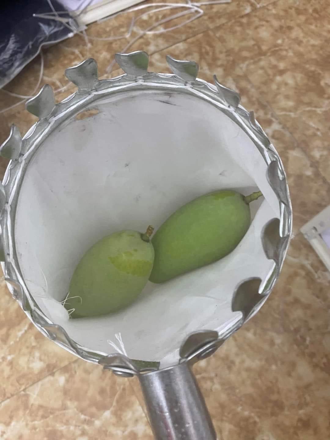 Đầu vợt hái trái cây