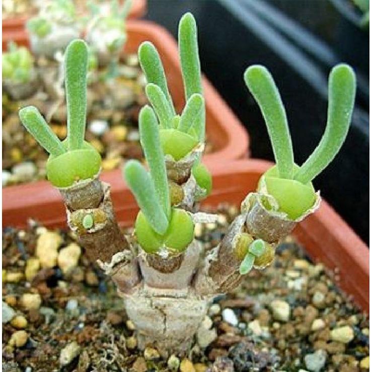 Combo 2 gói Hạt giống cỏ tai thỏ mix màu-gói 50 hạt/tặng kèm gói phân bón lót