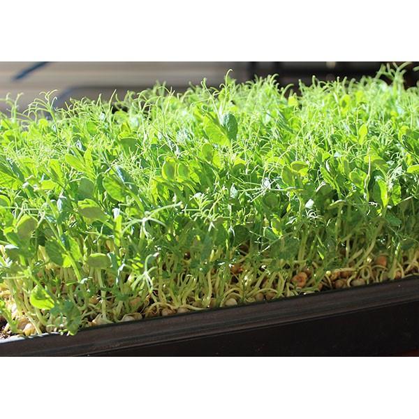 HẠT GIỐNG RAU MẦM ĐẬU HÀ LAN 20G