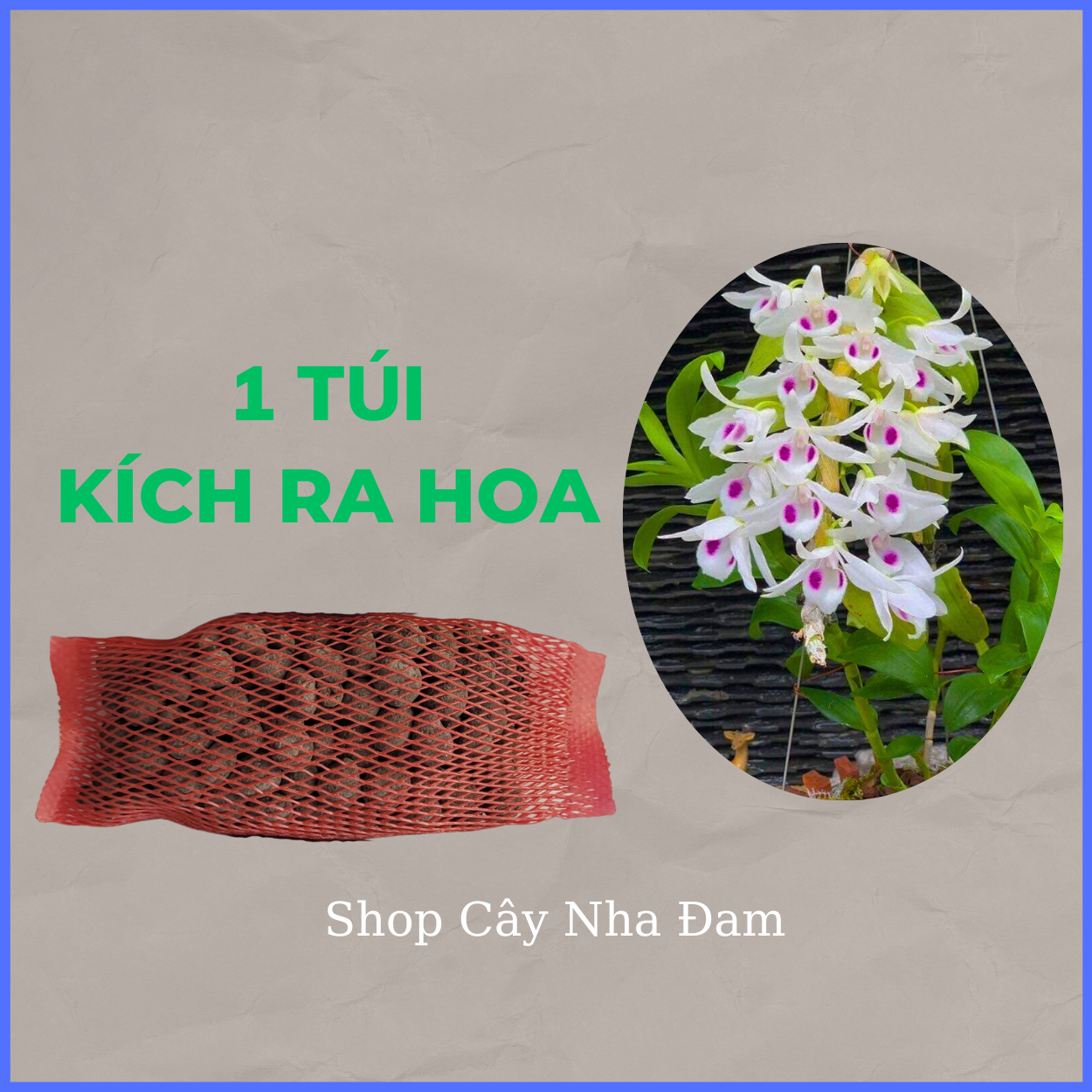 Phân Kích Thích Ra Rễ, Ra Hoa Cho Phong Lan, Cây Cảnh, Dưỡng Cây, Siêu Tan Chậm