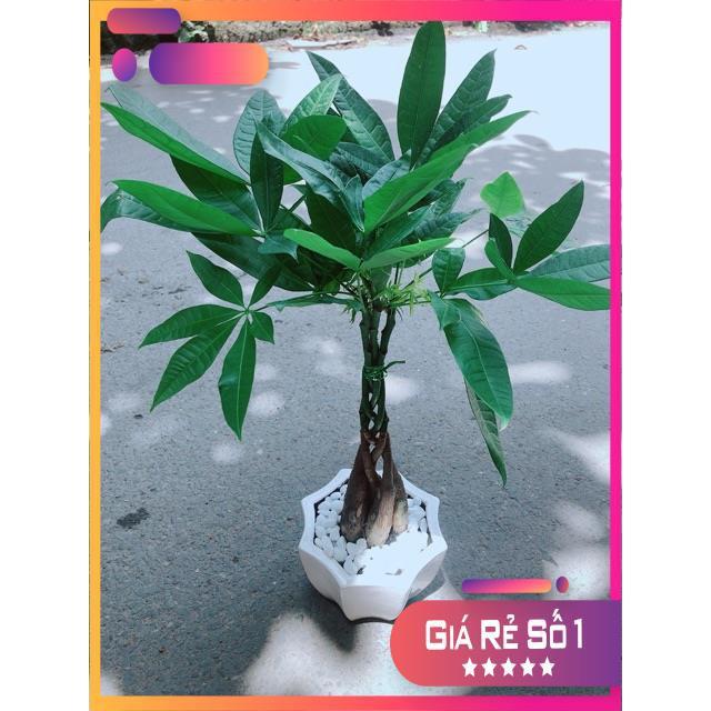 Chậu Kim Ngân 5 Thân Thắt Bính