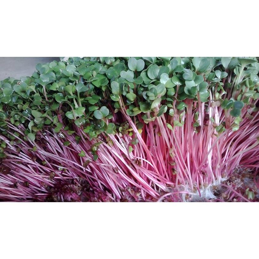 Hạt Giống Mầm củ cải đỏ 100g, Rau mầm