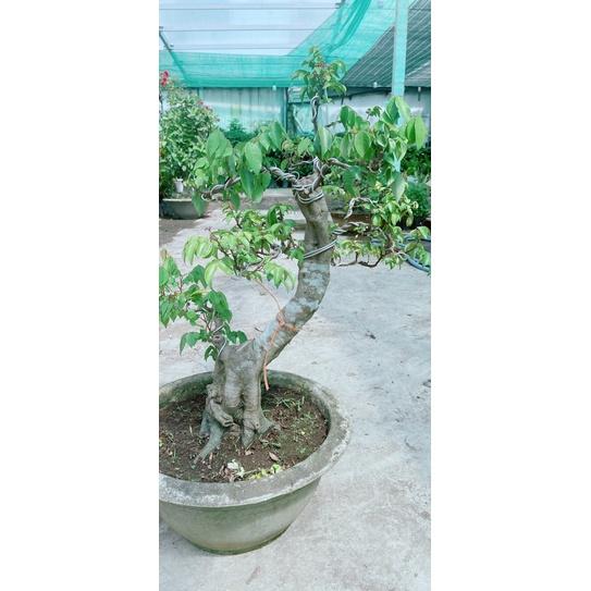 Chậu Khế Bonsai Lớn