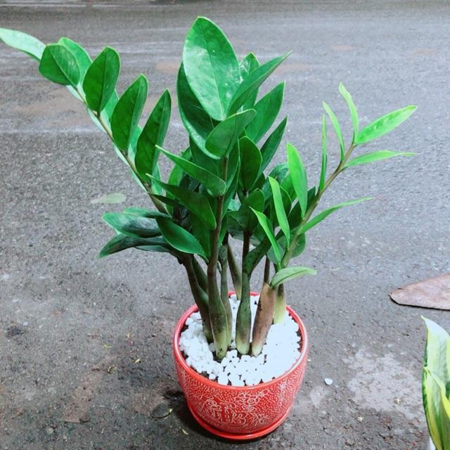 Chậu Kim Phát Tài