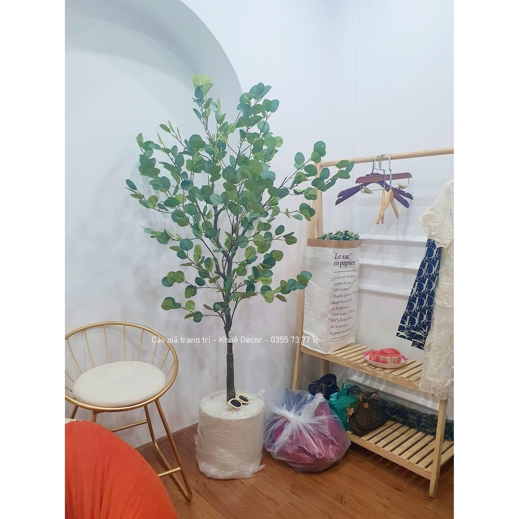Cây Khuynh Diệp Giả Cao 1m65 tặng kèm chậu cói