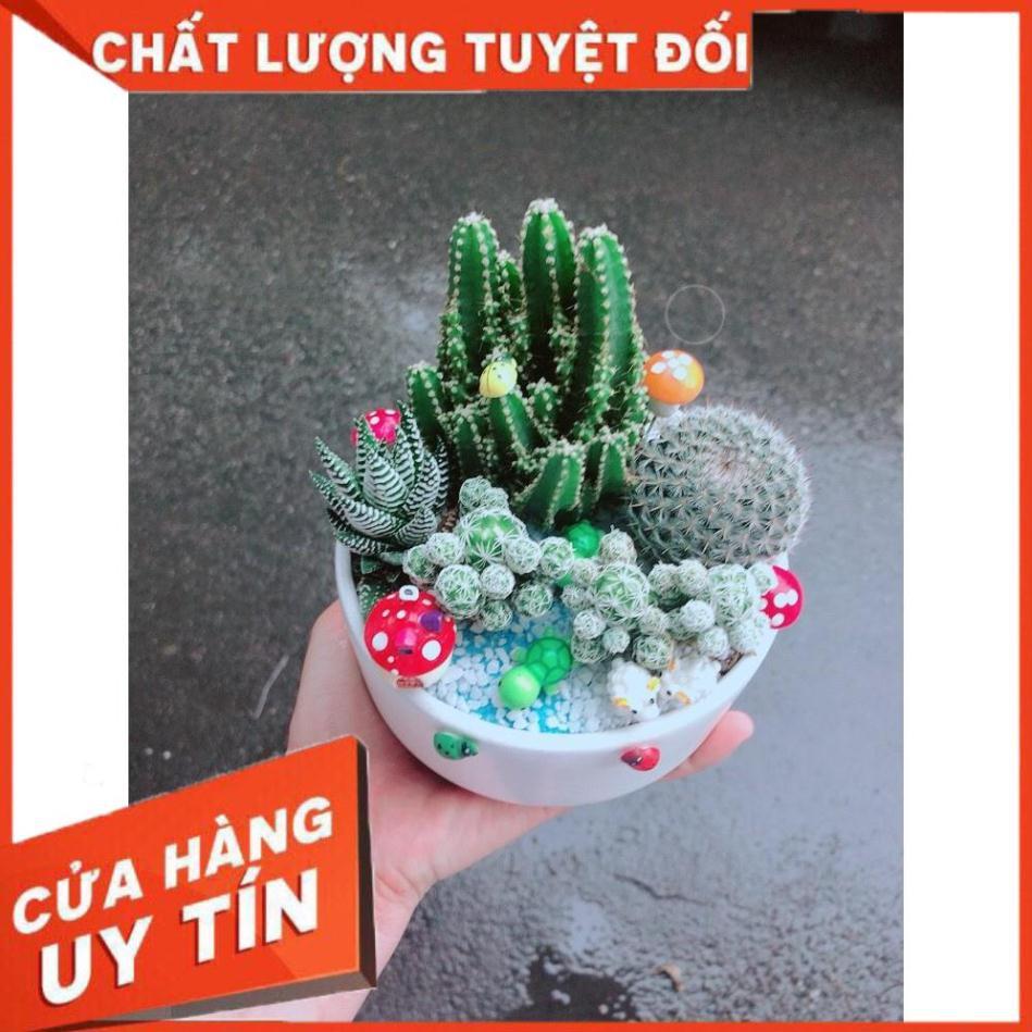 Chậu xương rồng tiểu cảnh Nhiều Người Mua