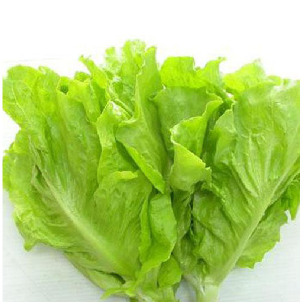 Hạt giống xà lách vàng cao sản Phú Nông gói 10gram