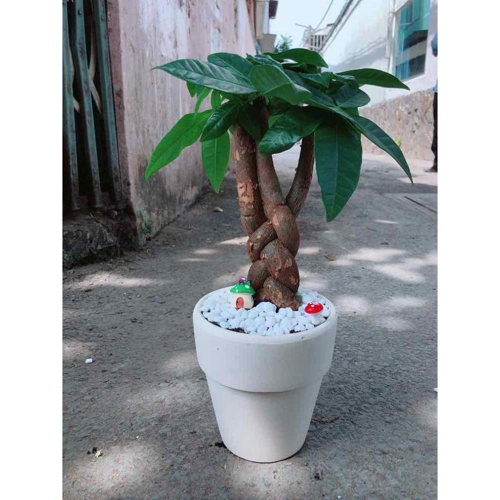 Chậu kim ngân thắt bím 3 thân Bán Chạy
