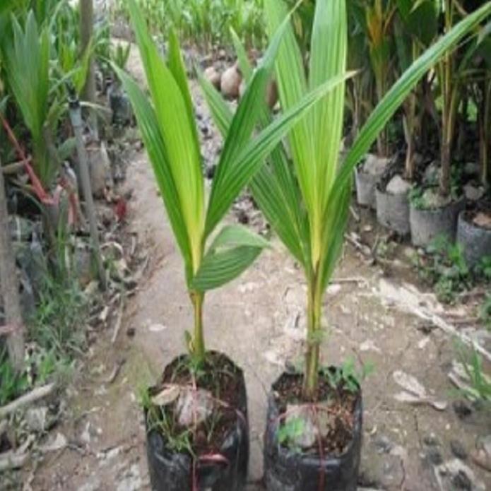 CÂY GIỐNG DỪA XIÊM LÙN XANH BẾN TRE SIÊU QUẢ, NĂNG SUẤT CAO CHUẨN F1
