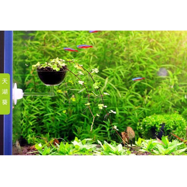 Đĩa cho tép ăn có hít - Cốc trồng cây thủy sinh - - Cốc đựng phân nền - Hồ thủy sinh - bể cá cảnh