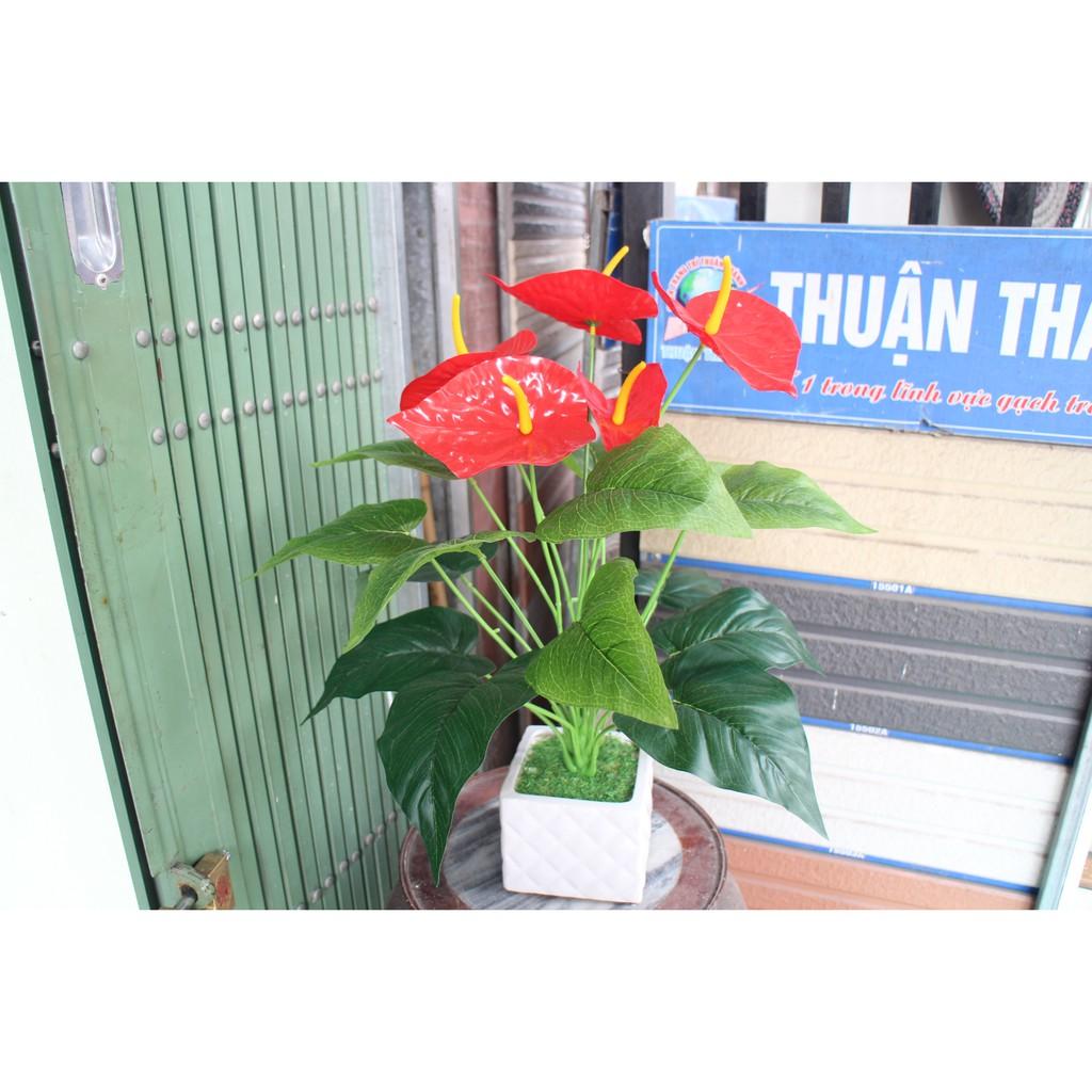 Cây hồng môn 5 hoa cỡ lớn
