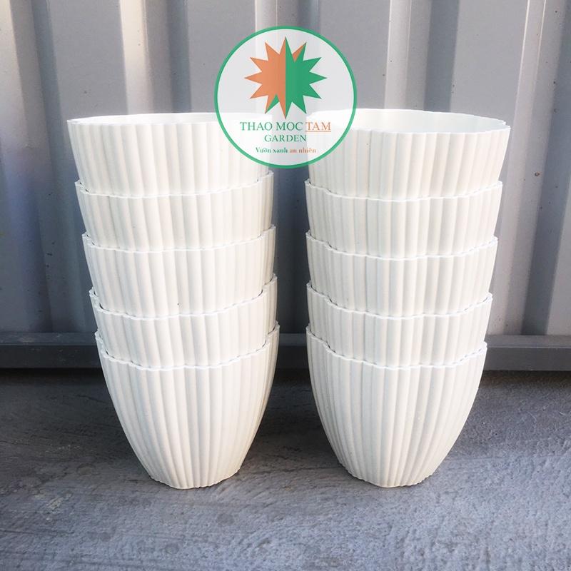 10 Chậu Hoa Mai 15x13cm – Chậu nhựa trắng dày đẹp, trồng cây trồng hoa trang trí