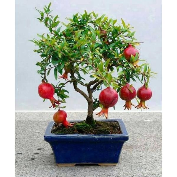 Cây giống Lựu đỏ CẢNH MINI