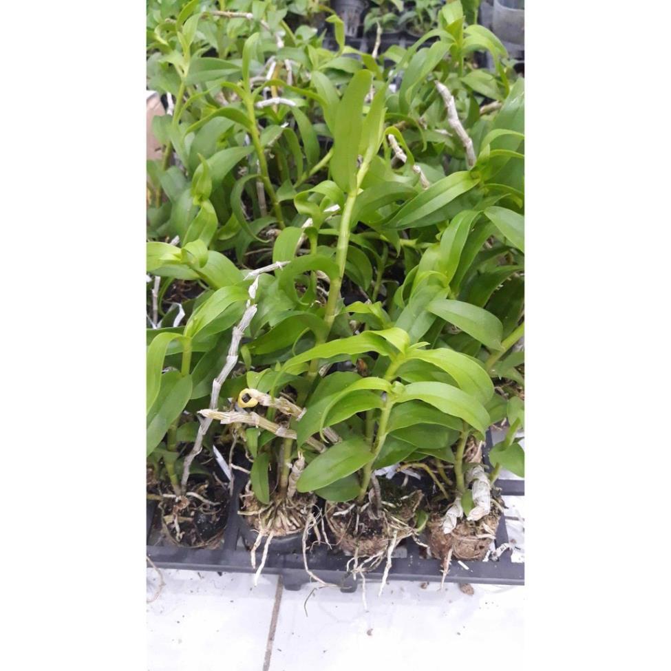 Sản Phẩm Hoa phong lan phi điệp trắng