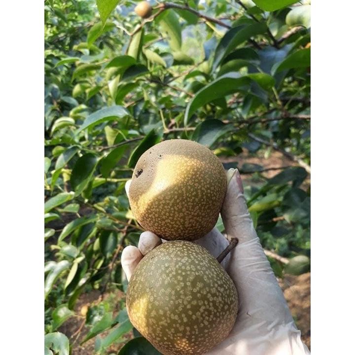 Cây giống lê nâu