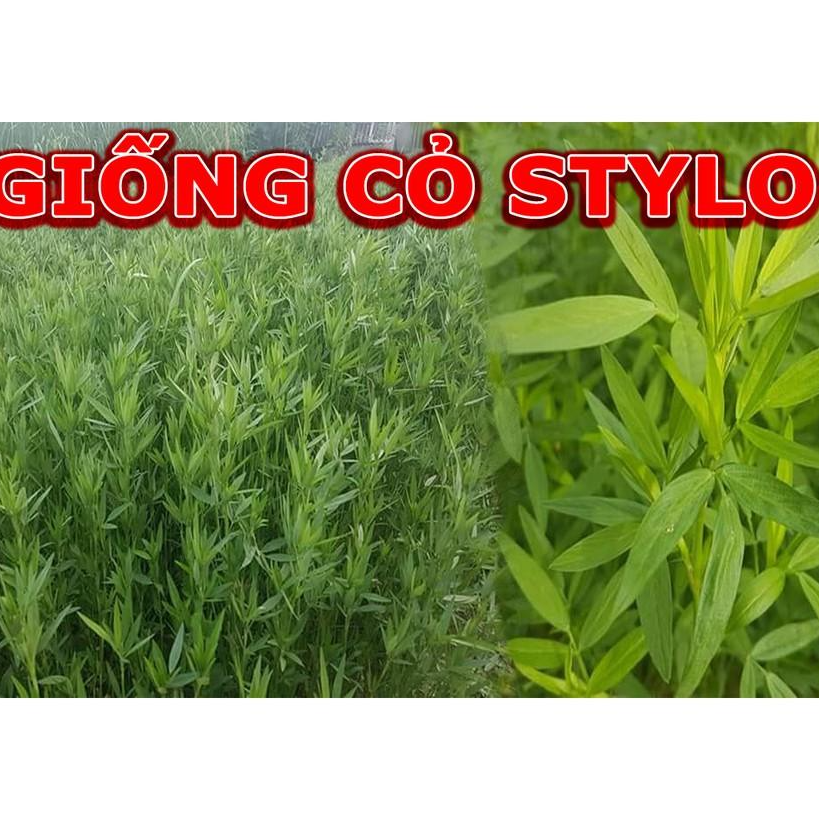 Hạt Cỏ Chăn Nuôi Stylo - Cỏ Họ Đậu - Gói 1kg - Cỏ Chăn Nuôi