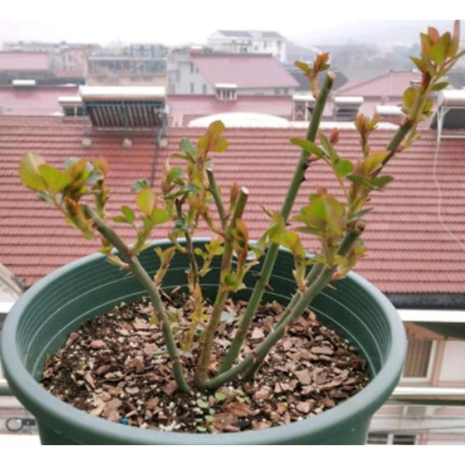 GÓI 50 VIÊN PHÂN BÓN TAN CHẬM SIÊU DINH DƯỠNG CHO CÂY