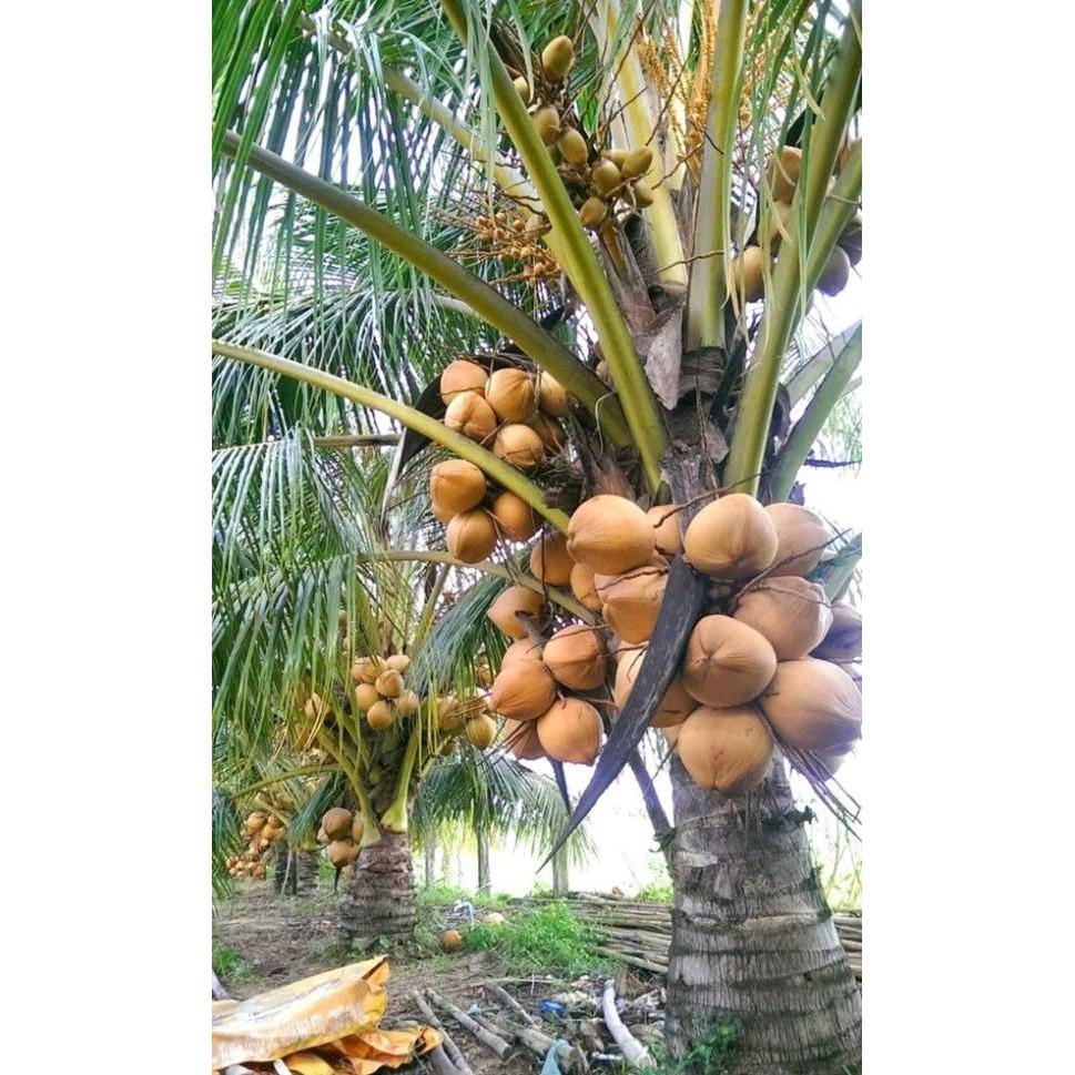 Cây giống DỪA XIÊN LÙN ĐỎ siêu quả - cây giống chuẩn F