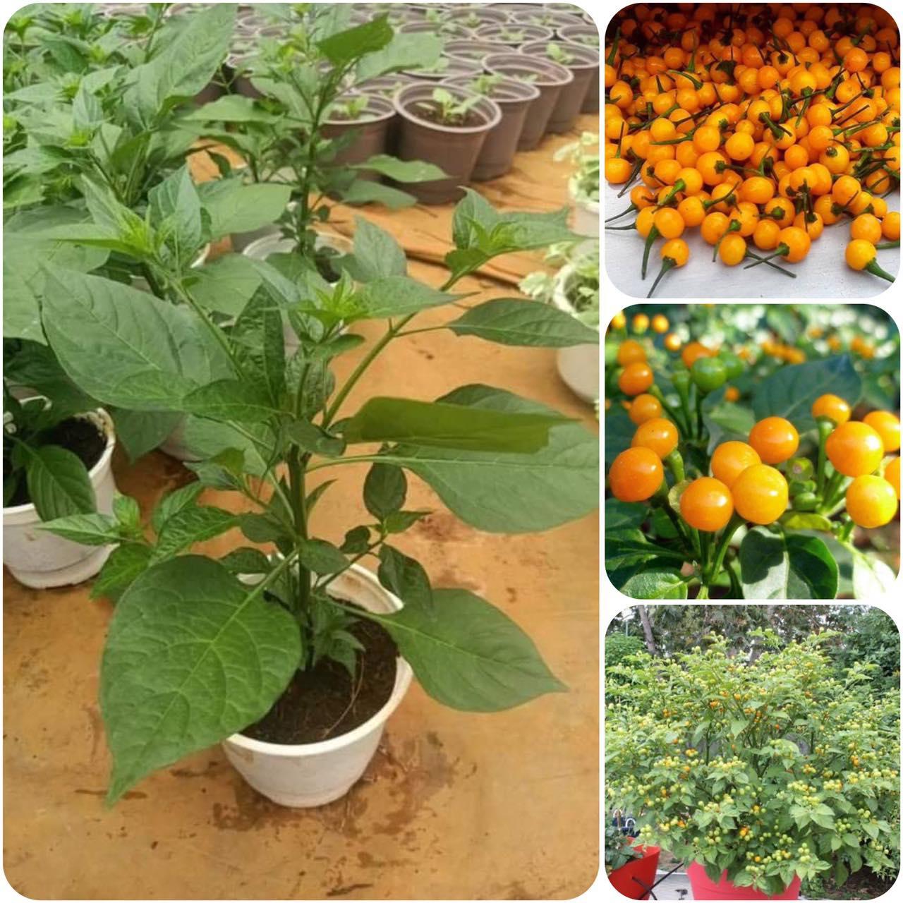 Cây giống ớt siêu cay Peru Aji Charapita