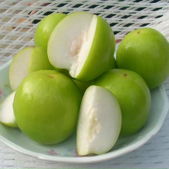 Cây Táo Thái Siêu Trái - Chuẩn Giống