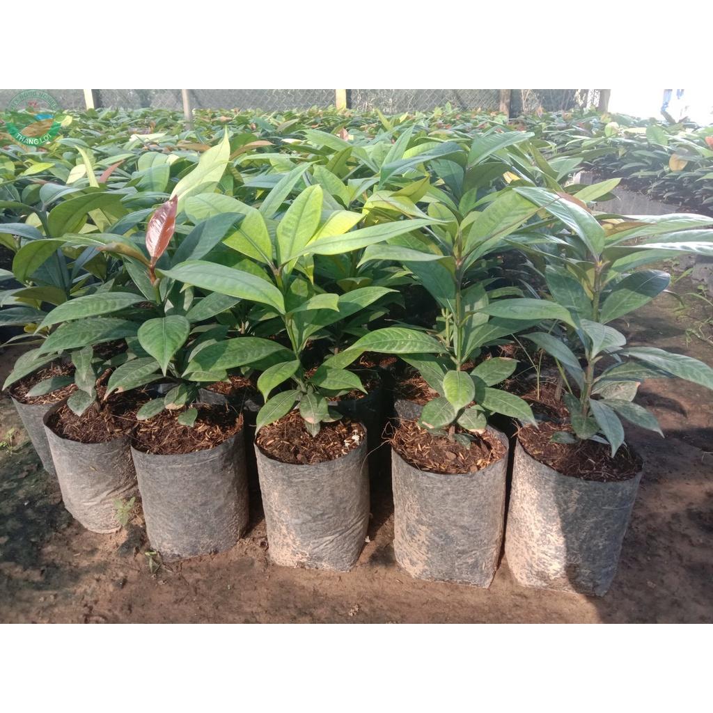 Cây giống măng cụt - C055