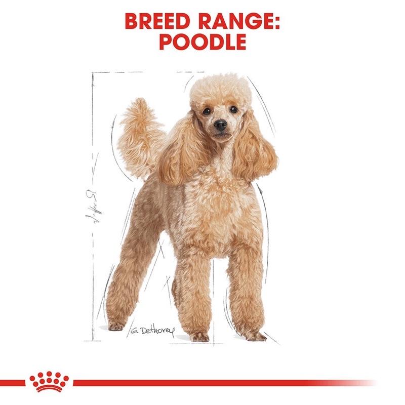 Thức ăn- Hạt khô Royal canin dành riêng cho chó poodle trưởng thành, giúp hỗ trợ sức khỏe của hệ thống miễn dịch