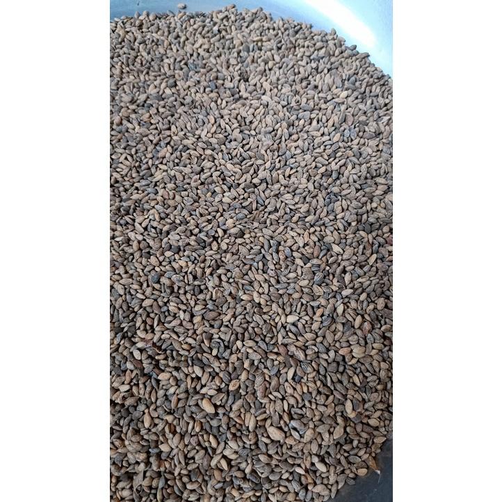 100gram hạt giống cây thông 2 lá