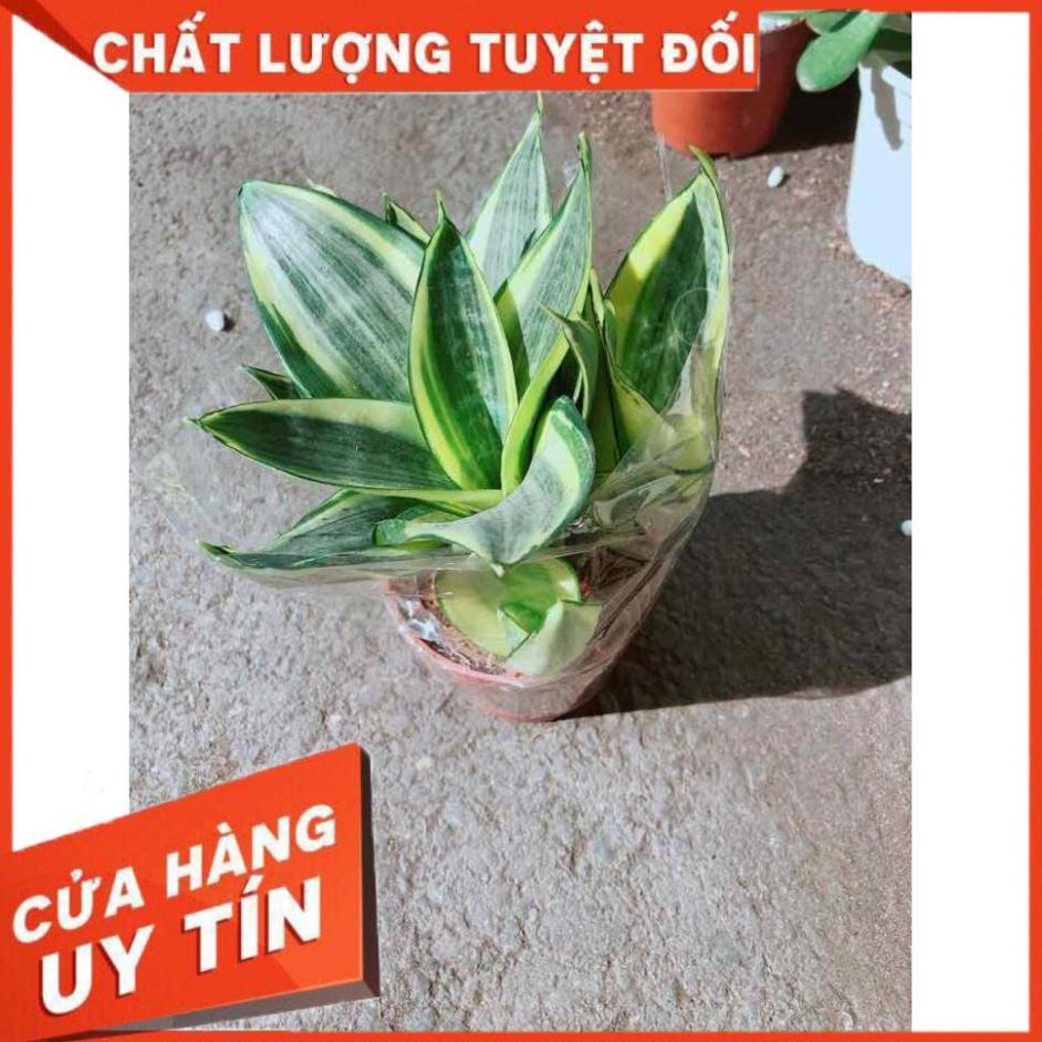 Lưỡi Hổ Thái Vàng Nhiều Người Mua