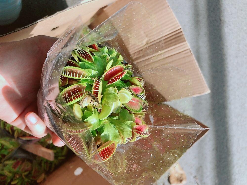 Cây Bắt Mồi Hàng Đẹp