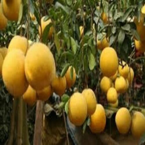 CÂY GIỐNG BƯỞI DIỄN