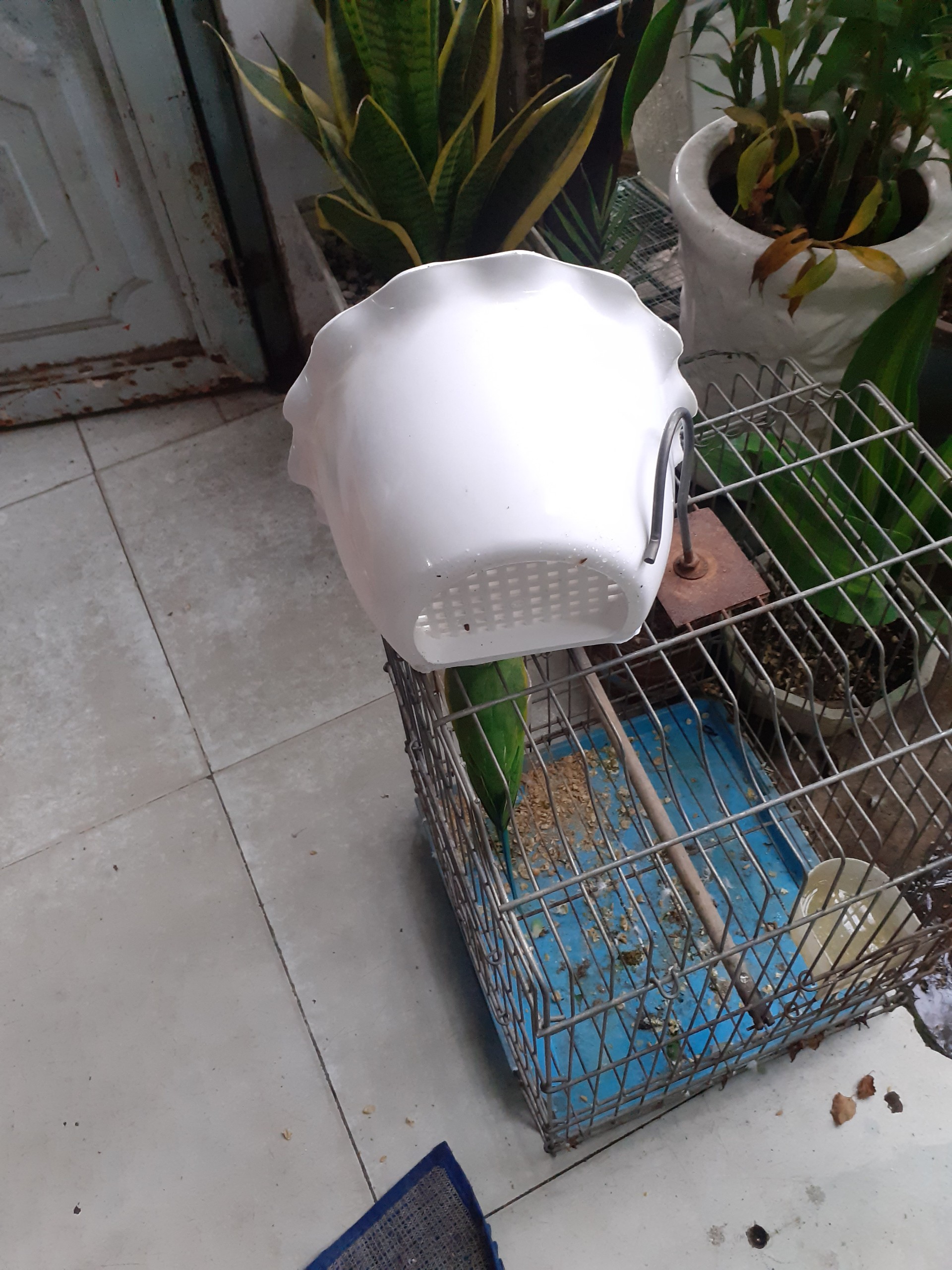 Chậu nhựa ốp tường trồng cây KIỂU BÈO nhúng xinh xinh