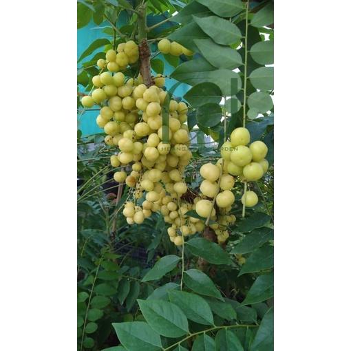 Cây giống Chùm Ruột NGỌT siêu Trái .