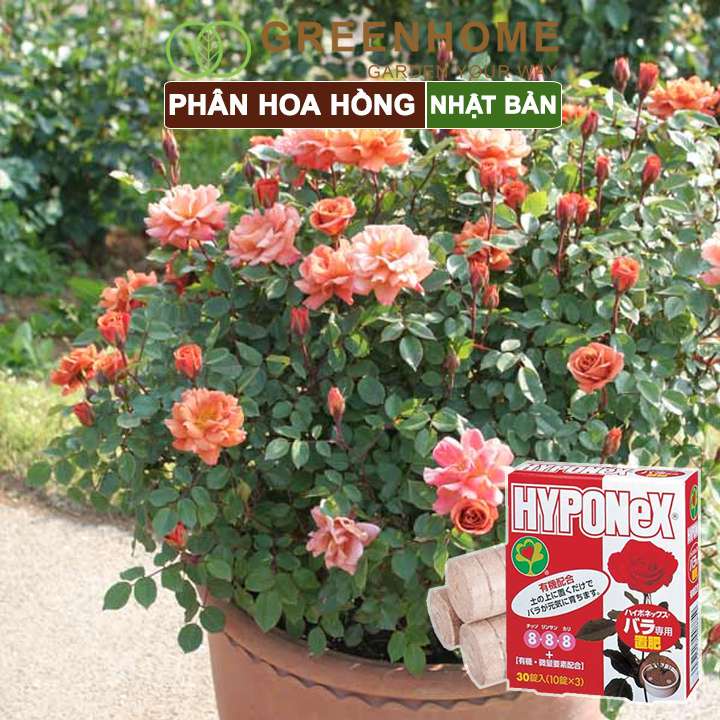 Phân bón hoa hồng Nhật, Hyponex 8.8.8, giúp thân to khoẻ, nhiều chồi, hoa to, lâu tàn |Greenhome