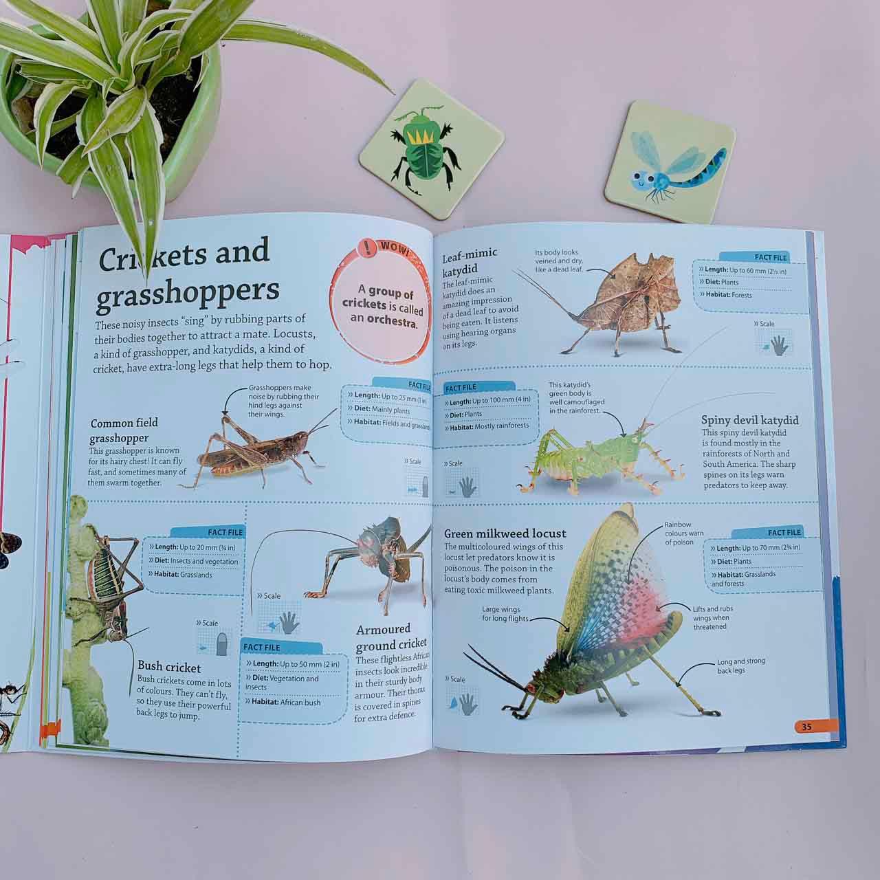 DKfindout! Bugs