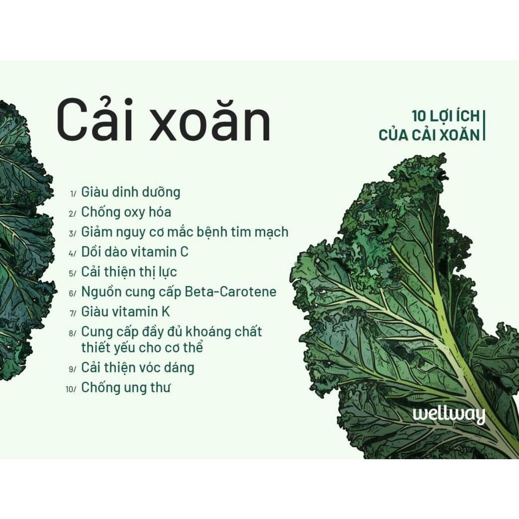 cây giống cải xoăn kale xanh Mỹ- cây già khỏe, ươm trong bầu đảm bảo