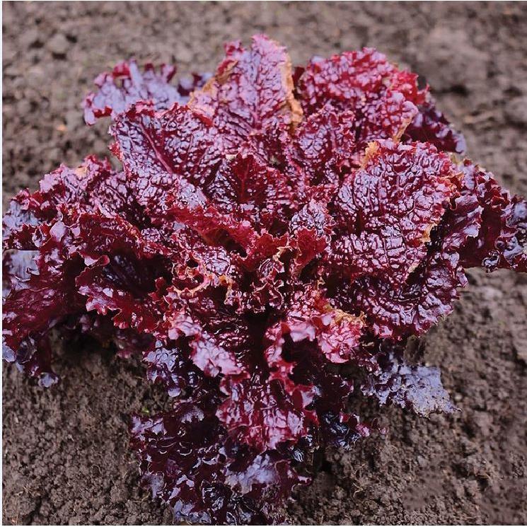 Hạt giống rau xà lách xoăn tím cao sảo KNS3205 - Gói 0.2gram