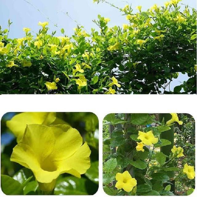 CHẬU HOA LEO HUYNH ĐỆ